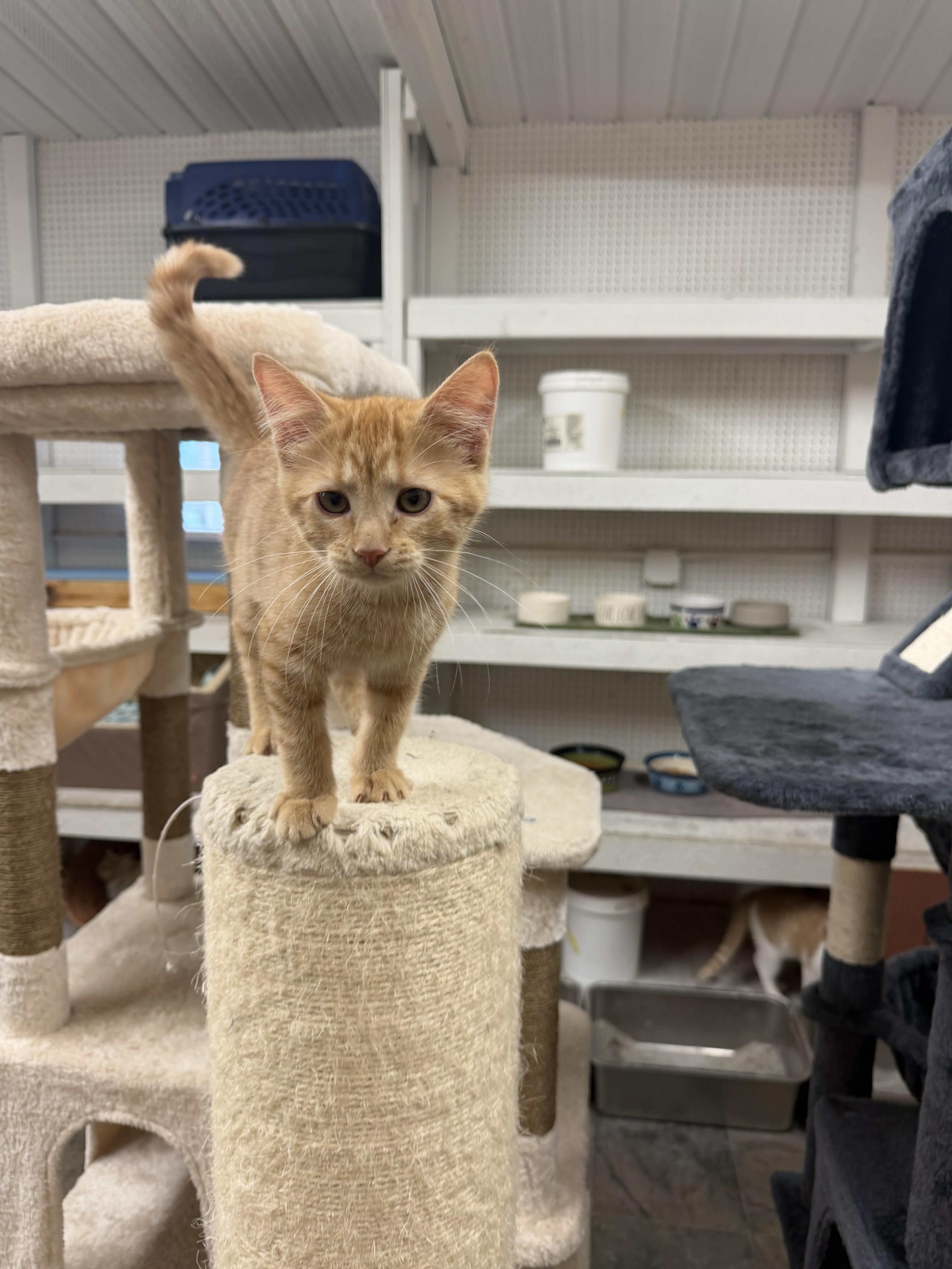 A baby small-sized female Tabby (Orange / Red) Domestic Short Hair cat named Clover for adoption in Mauston, WI