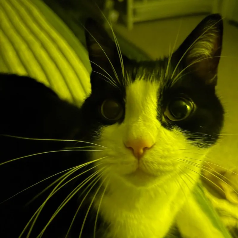 An adult medium-sized male Black Domestic Short Hair cat named Alexei Catty for adoption in Grand Rapids, MN