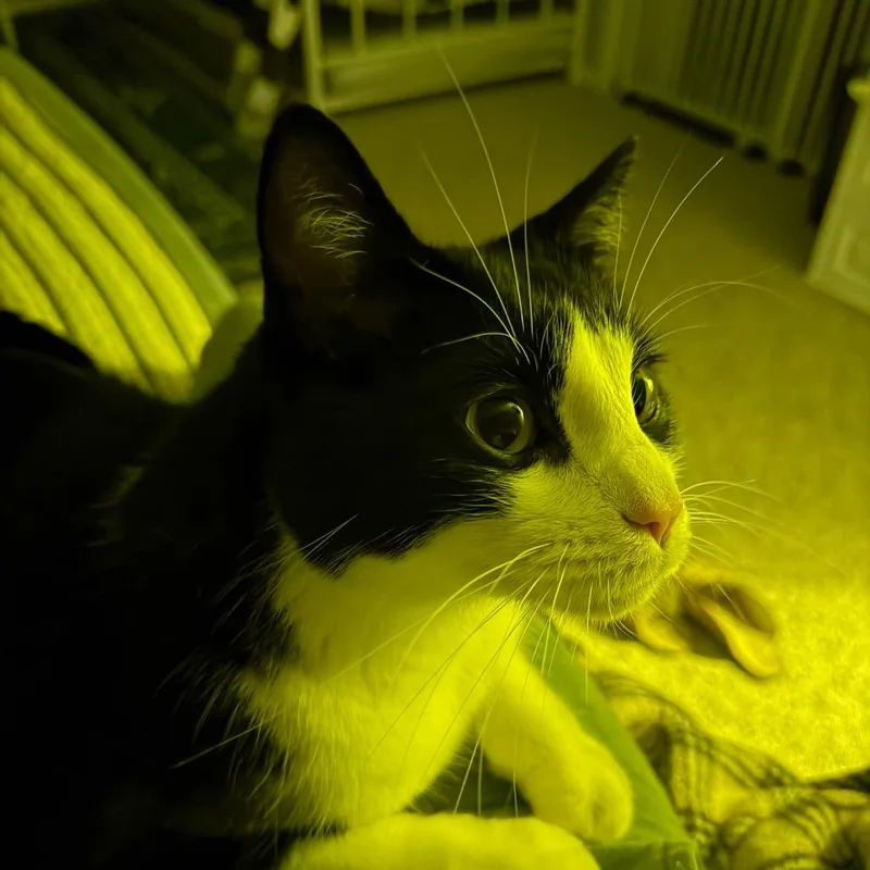 Alexei Catty thumbnail 3