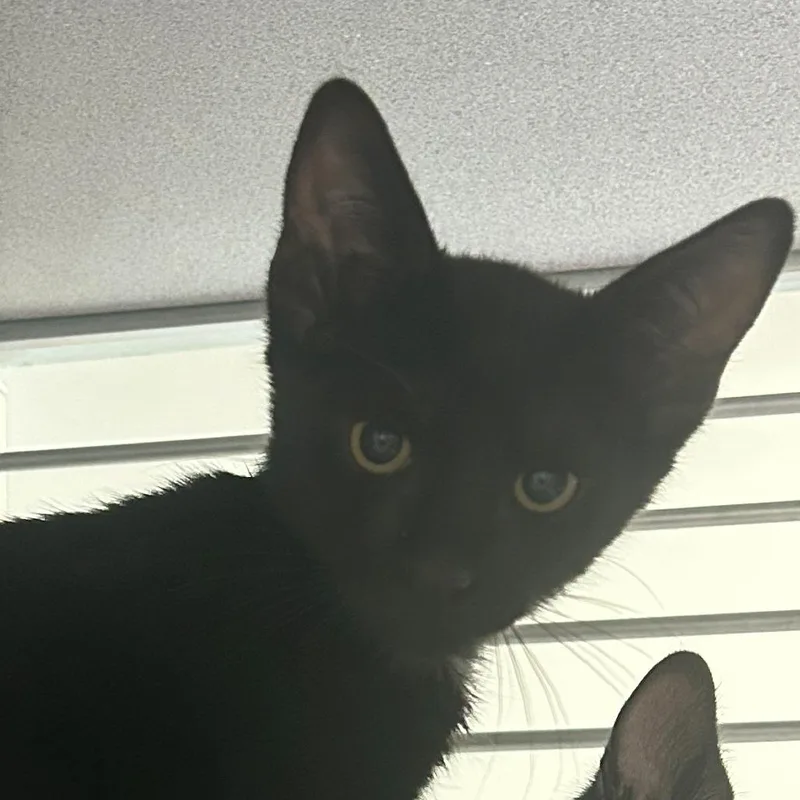 A baby small-sized male Black Domestic Short Hair cat named Rocky for adoption in Asheville, NC