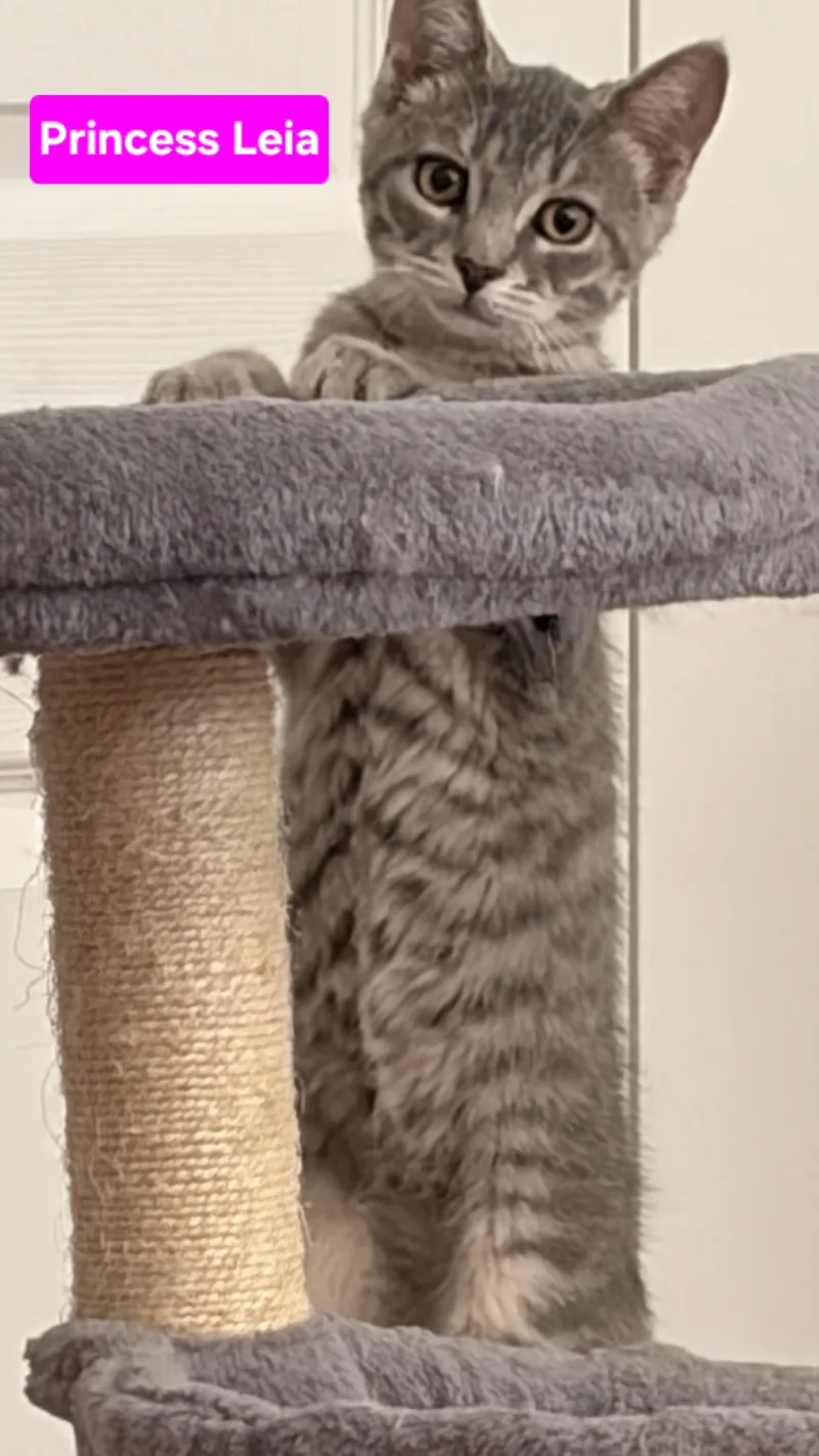 A baby small-sized female Dilute Tortoiseshell cat named Princess Leia for adoption in Brighton, MI