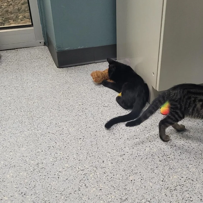 A young medium-sized male Black Domestic Short Hair cat named Wilbur for adoption in Sunset Hills, MO