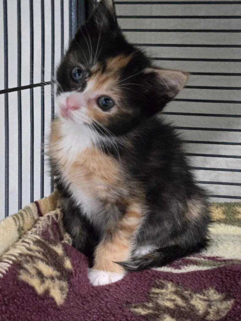 A baby medium-sized female Calico cat named Honeybee for adoption in Shelton, WA