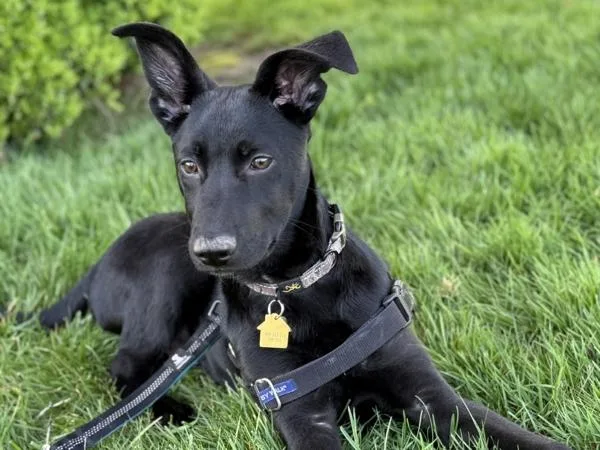 A baby medium-sized male Shepherd dog named Foothill for adoption in Portland, OR