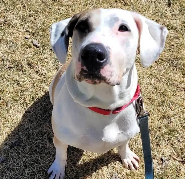 An adult medium-sized female American Bulldog dog named Pinky for adoption in Golden, CO