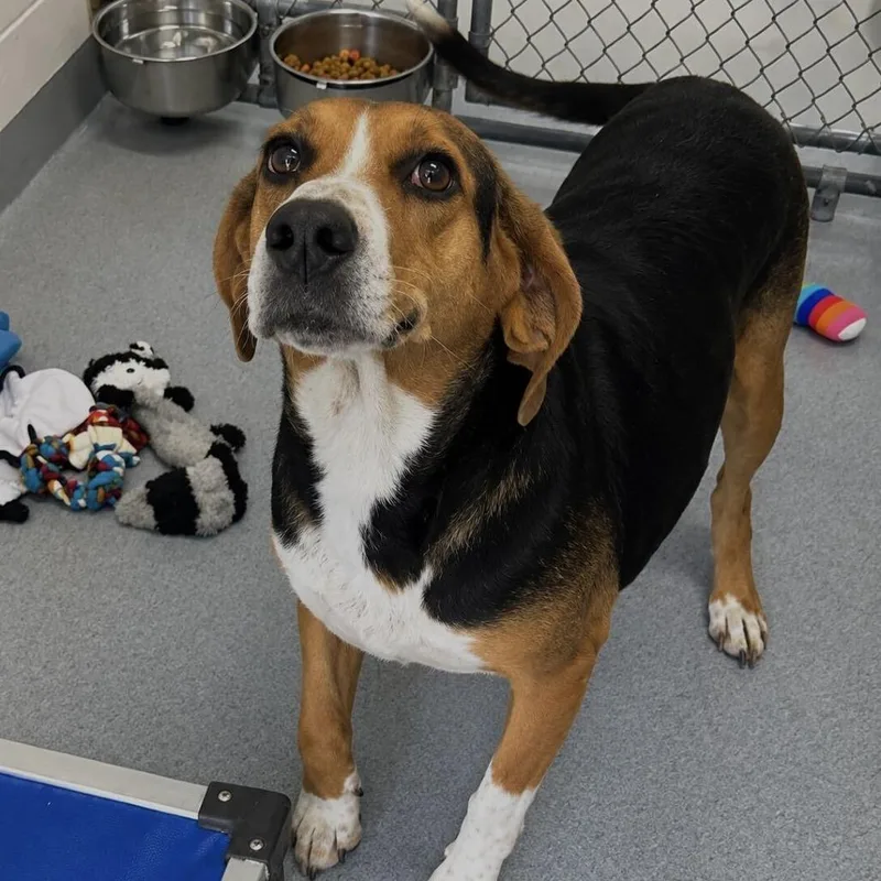 An adult medium-sized female Treeing Walker Coonhound dog named Precious for adoption in Spruce Pine, NC