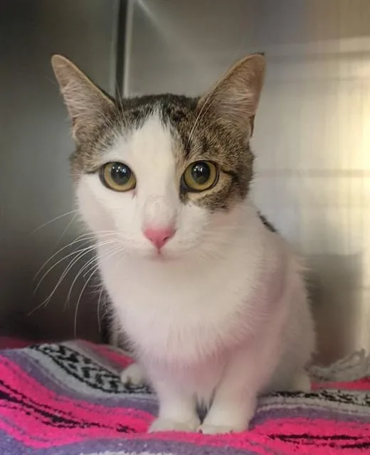 A young medium-sized female Domestic Short Hair cat named Luna for adoption in Castaic, CA