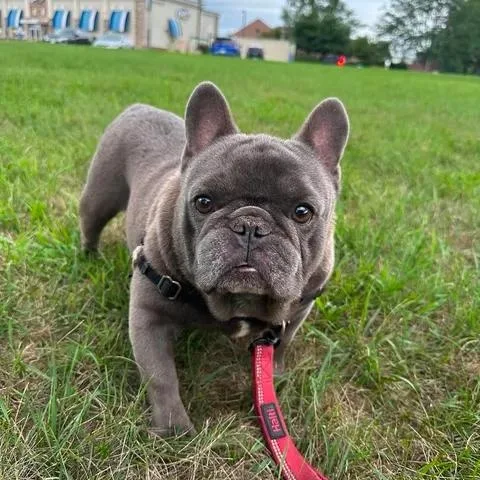 Oscar