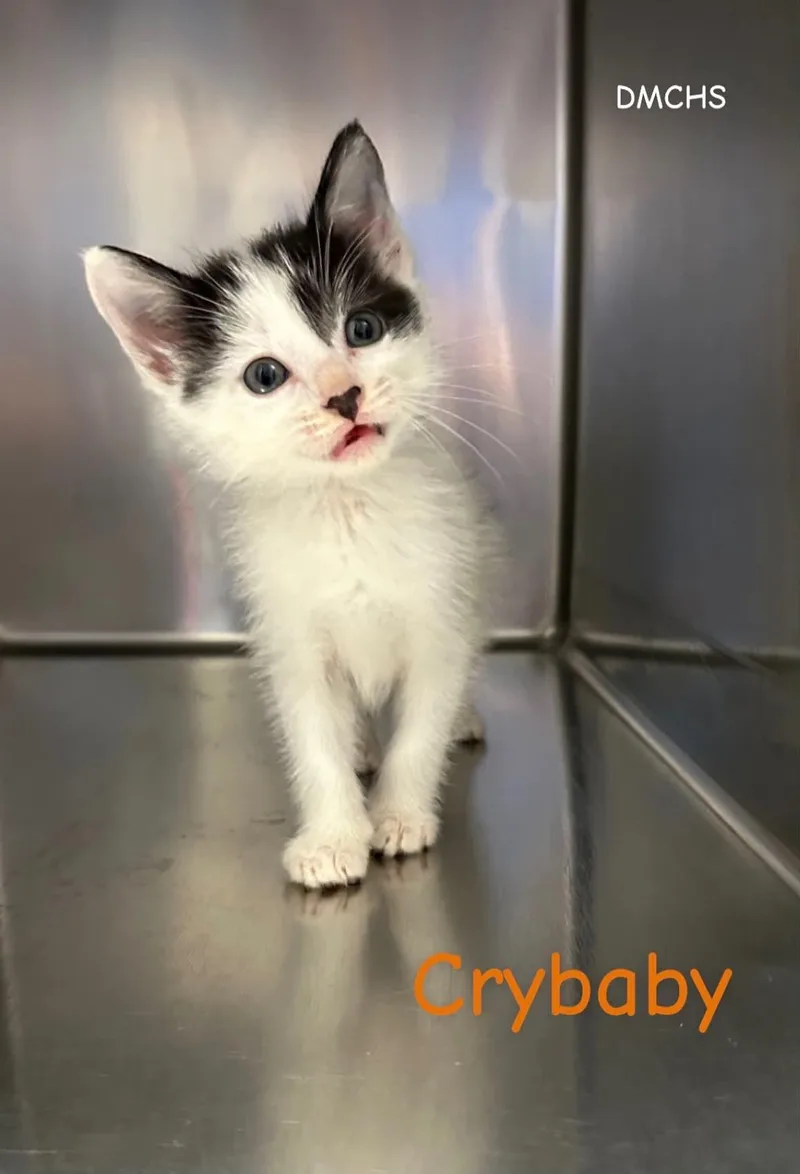 A baby small-sized male Domestic Short Hair cat named Crybaby for adoption in Burlington, IA