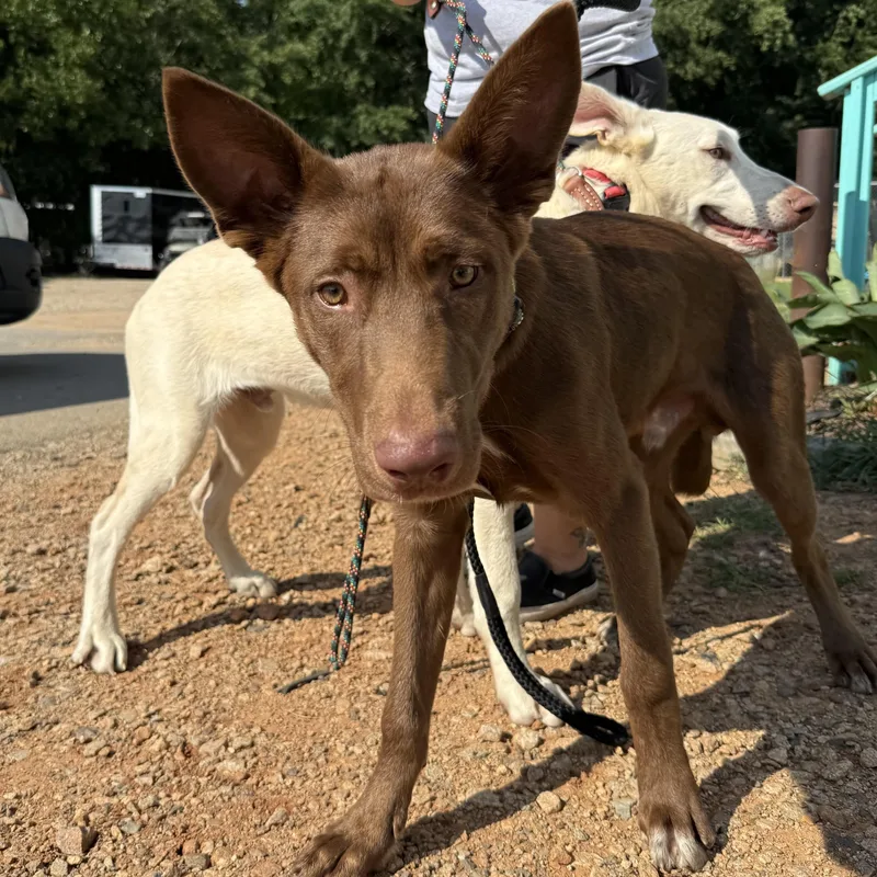 A young medium-sized male Brown / Chocolate Labrador Retriever dog named Escalator for adoption in Columbia, SC