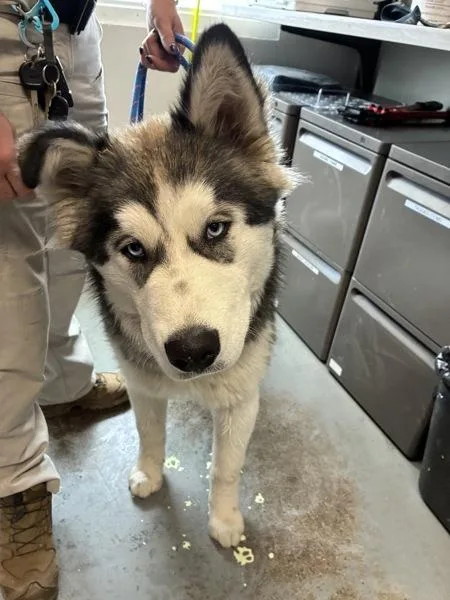 Zeus