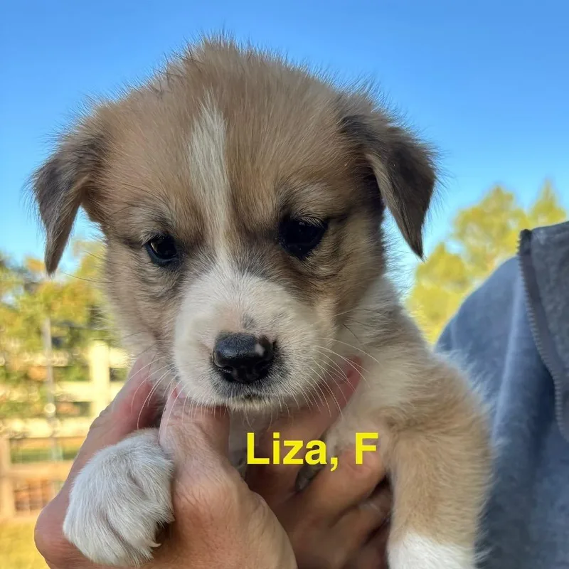 Puppies thumbnail 2