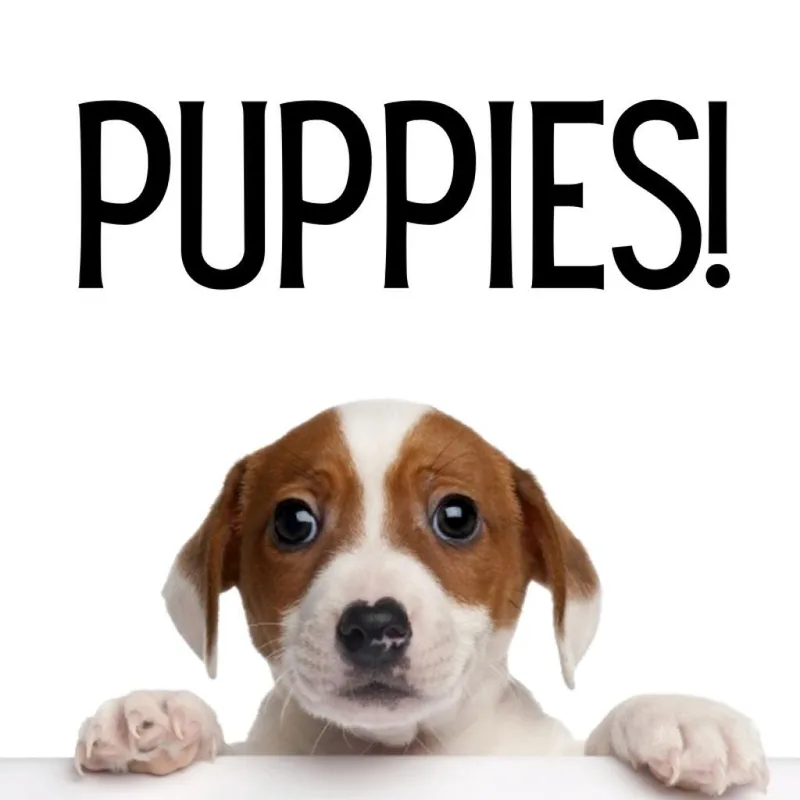 Puppies thumbnail 3