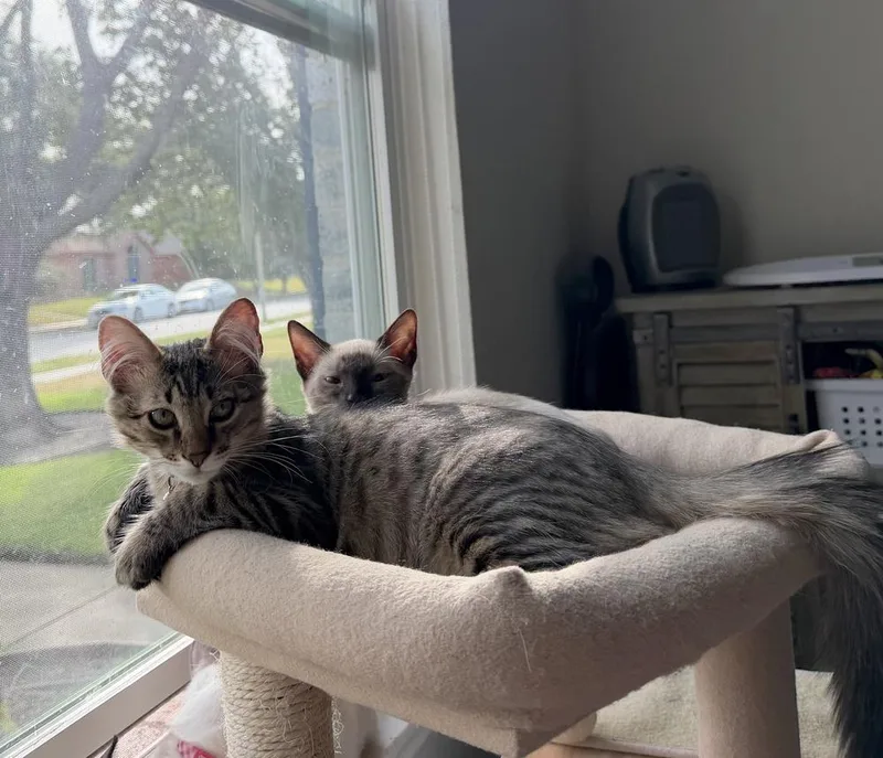 A baby medium-sized male Tabby cat named Hobbes for adoption in Richardson, TX