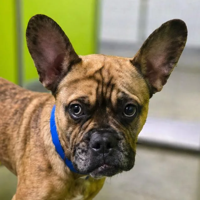An adult medium-sized male Yellow / Tan / Blond / Fawn French Bulldog dog named Claude for adoption in San Jacinto, CA