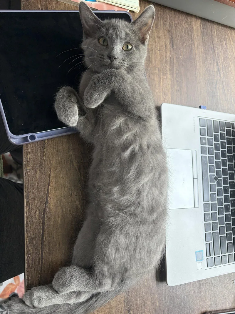 A baby medium-sized female Gray / Blue / Silver Domestic Short Hair cat named Sulfie for adoption in Walled Lake, MI