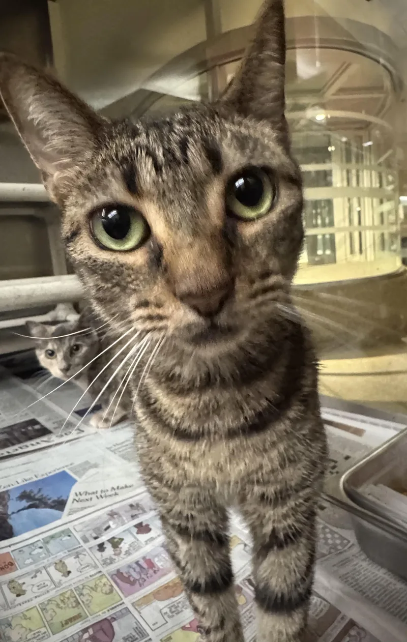 An adult large-sized female Domestic Short Hair cat named Brandy for adoption in Los Angeles, CA