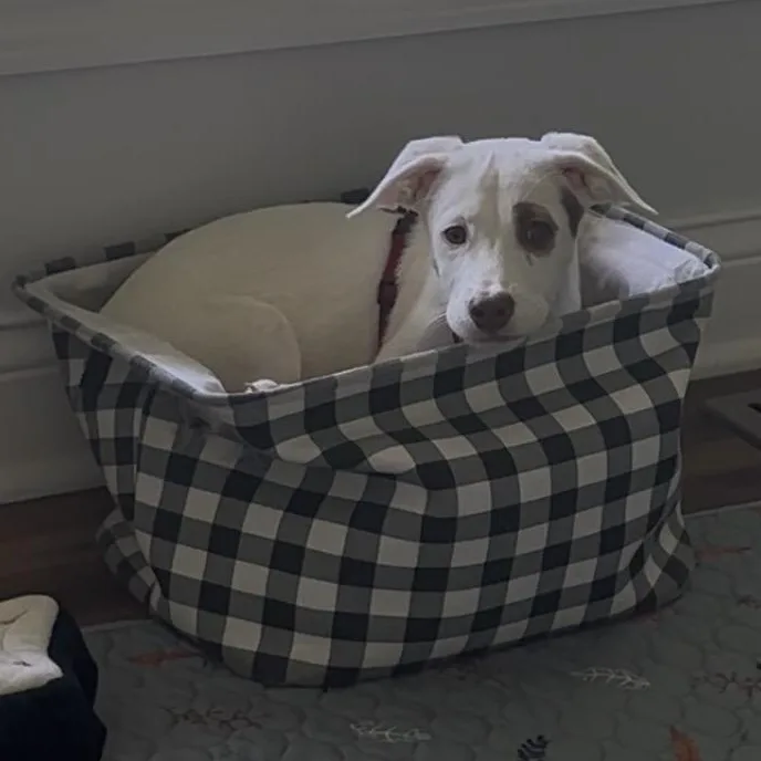 A baby medium-sized female White / Cream Mixed Breed dog named Anna for adoption in Park Forest, IL
