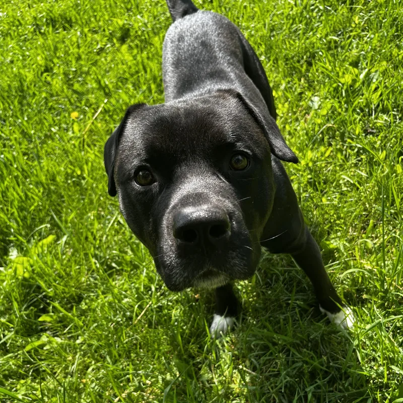 An adult large-sized male Black Pit Bull Terrier dog named Rosco for adoption in Charlotte, MI