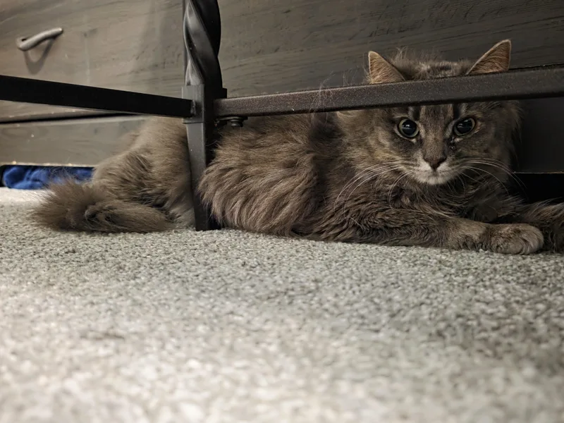 Lady Gray