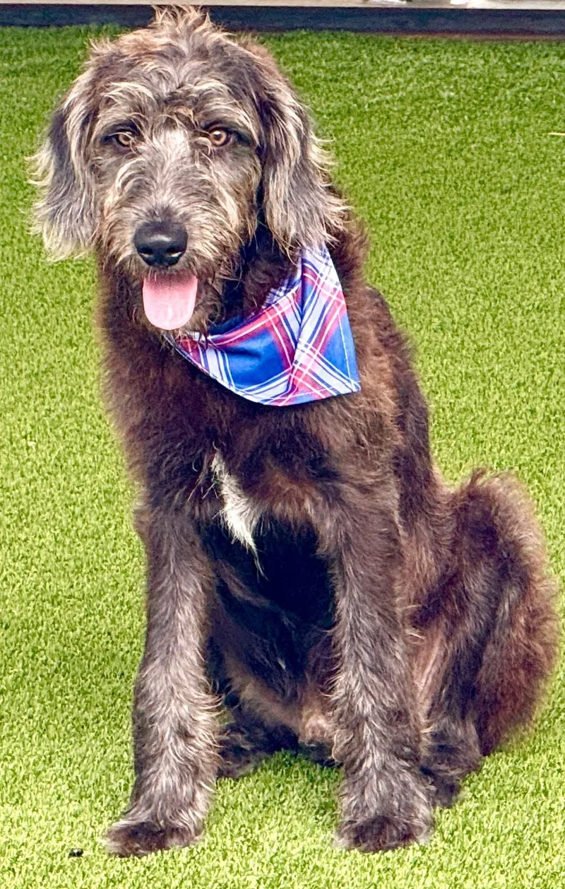 Finley  The Most thumbnail 2