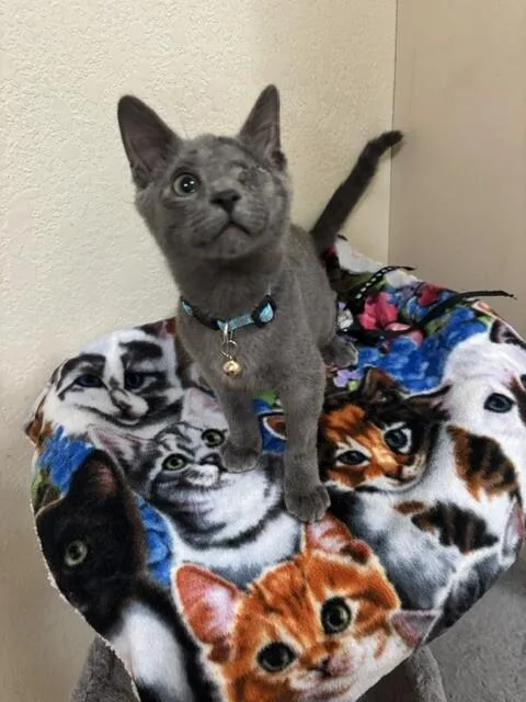 A young medium-sized male Gray / Blue / Silver Domestic Short Hair cat named Granite for adoption in Fort Collins, CO