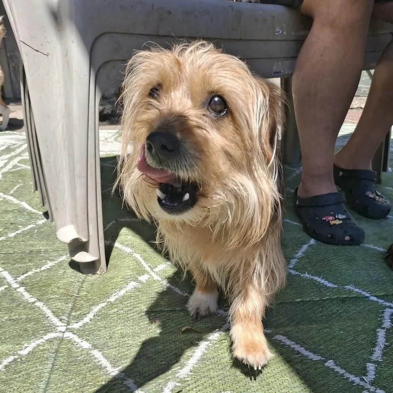 An adult medium-sized male Terrier dog named Swayze for adoption in Groveland, MA