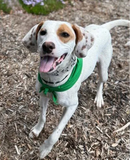 An adult medium-sized female Hound dog named Brittany Force for adoption in Midland, VA