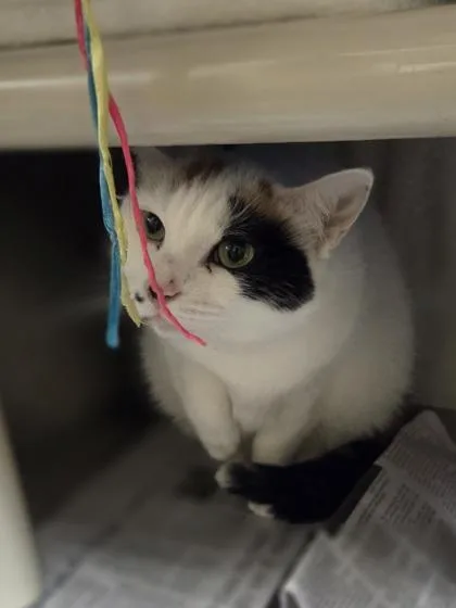 An adult medium-sized female Domestic Short Hair cat named Juniper for adoption in Westland, MI