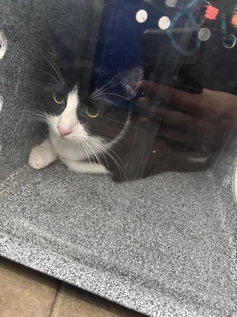 A young medium-sized male Domestic Short Hair cat named Lunita for adoption in Dallas, TX