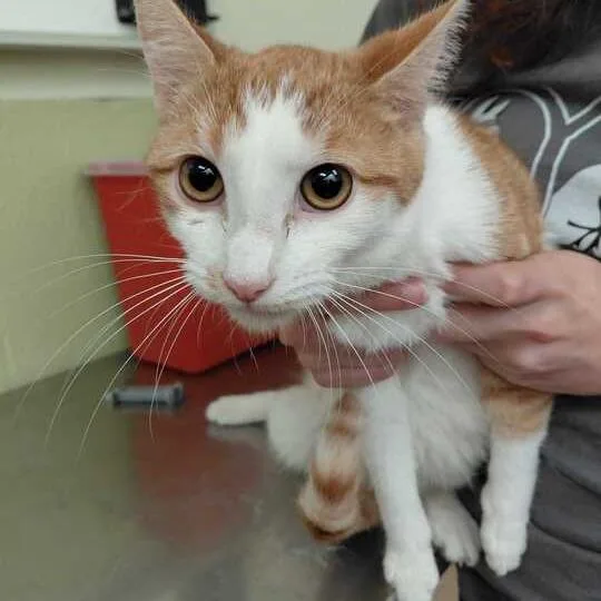 An adult medium-sized female Orange / Red Domestic Short Hair cat named Pearl for adoption in Perkiomenville, PA