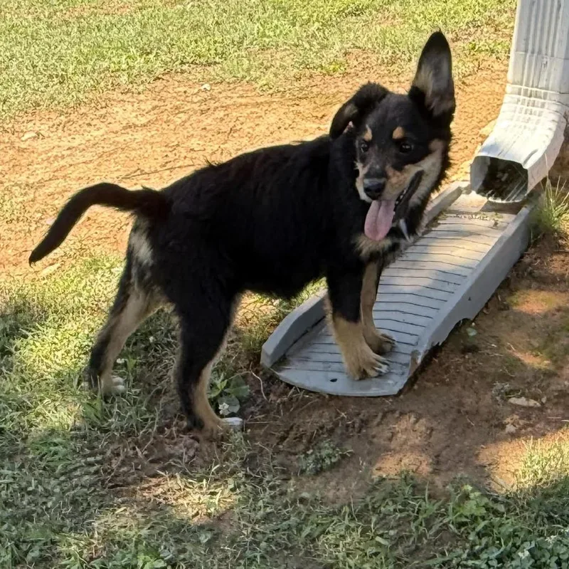 A baby small-sized female Black Border Collie dog named Brownie for adoption in Jefferson city, TN