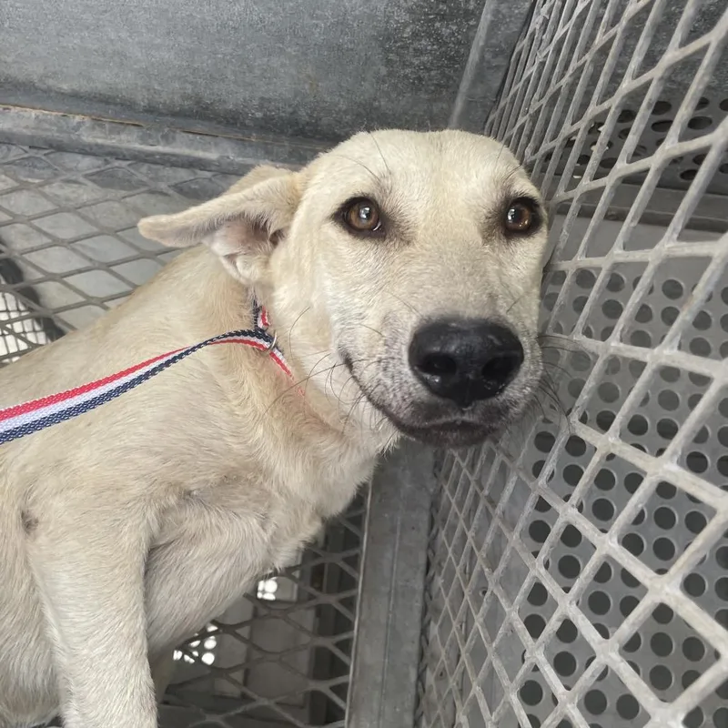 A young medium-sized female Yellow / Tan / Blond / Fawn Terrier dog named Caro for adoption in Edinburg, TX