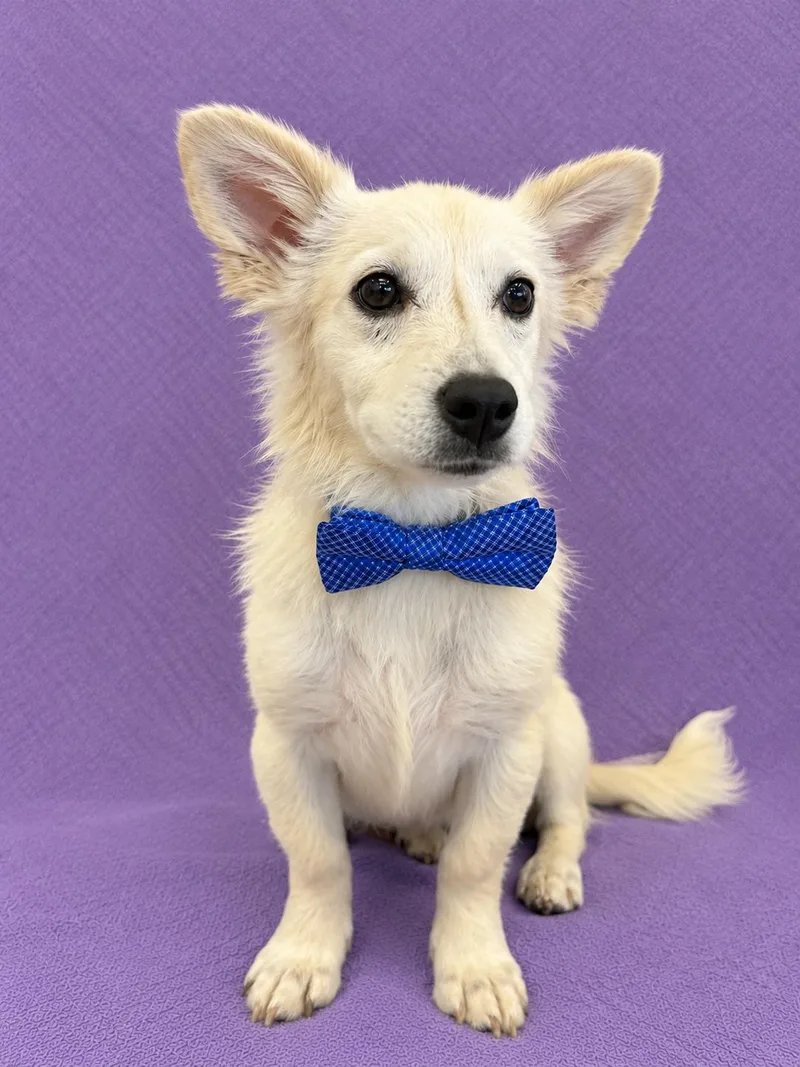 A baby small-sized male Maltese dog named Leo for adoption in Lodi, CA