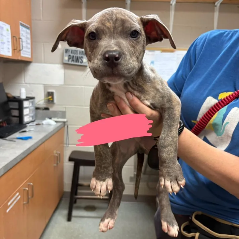 A baby small-sized male Gray / Blue / Silver Pit Bull Terrier dog named Hop for adoption in Newark, DE