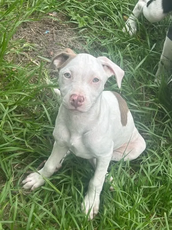 Mocha