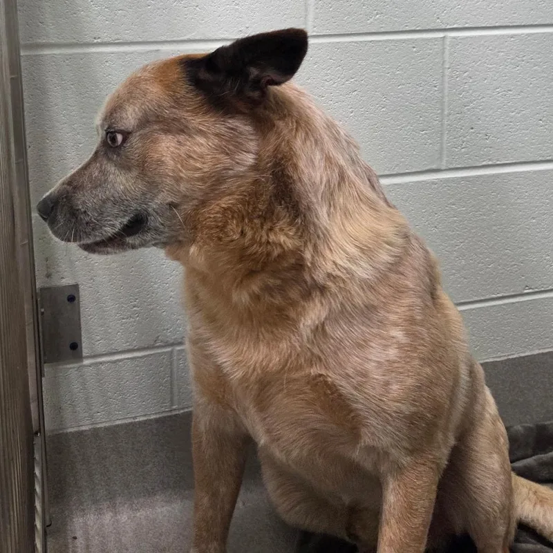An adult large-sized male Apricot / Beige Cattle Dog dog named Blaze for adoption in Chattanooga, TN