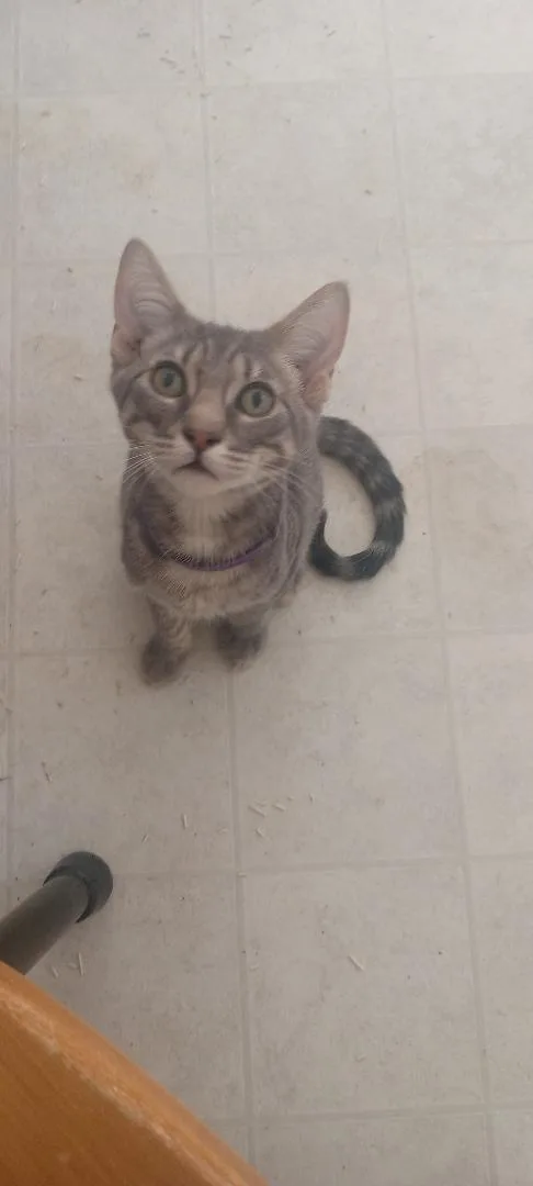 A young medium-sized male Buff & White Domestic Short Hair cat named Ziggy for adoption in San Andreas, CA