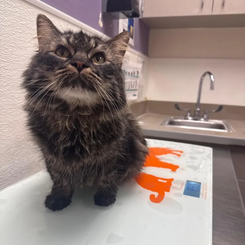 An adult medium-sized female Brown / Chocolate Domestic Medium Hair cat named Lorelei for adoption in Albuquerque, NM