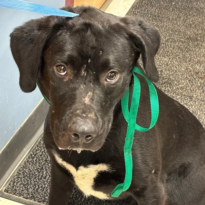 An adult medium-sized male Black Black Labrador Retriever dog named Cypress for adoption in St Joseph, MO