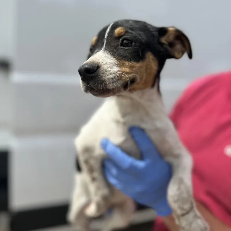 A baby small-sized male Tricolor (Brown, Black, & White) Terrier dog named Marsh for adoption in Columbia, SC