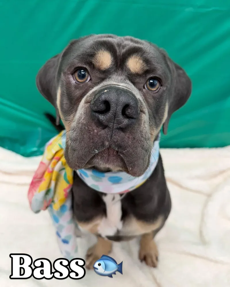 A young large-sized male Gray / Blue / Silver Pit Bull Terrier dog named Bass Tag for adoption in Central Islip, NY