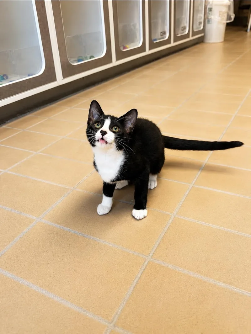 A young medium-sized male Domestic Short Hair cat named Boots for adoption in Norwich, NY