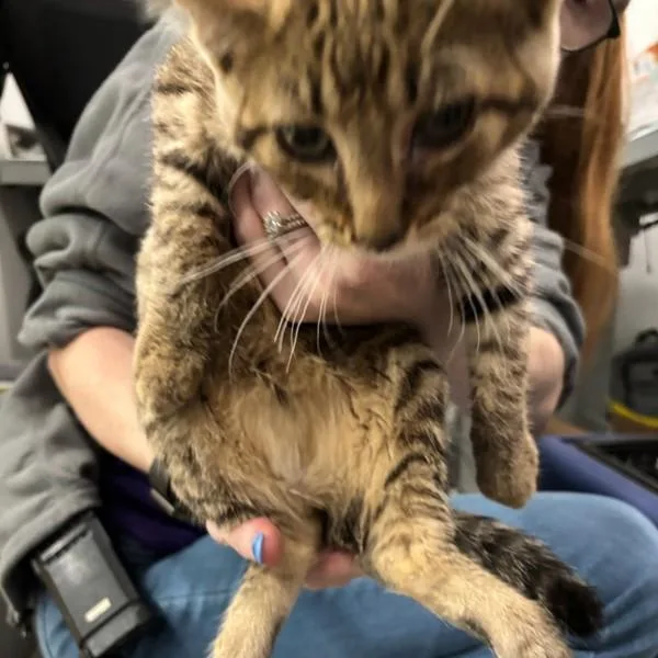 A baby small-sized male Domestic Short Hair cat named Apple for adoption in Des Moines, IA