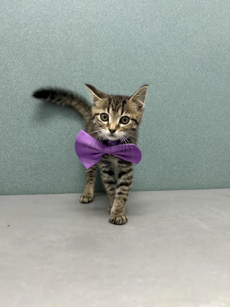 A baby medium-sized female Tabby (Brown / Chocolate) Domestic Short Hair cat named Abbey for adoption in Bardstown, KY