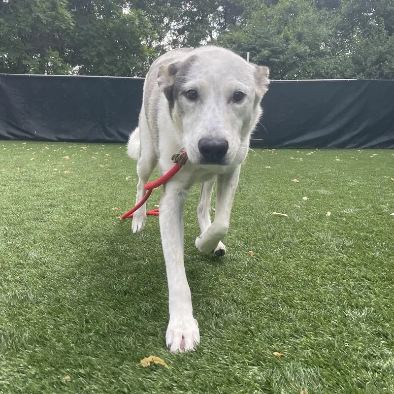 A young large-sized male White / Cream Mixed Breed dog named Milo for adoption in Saint Charles, MO