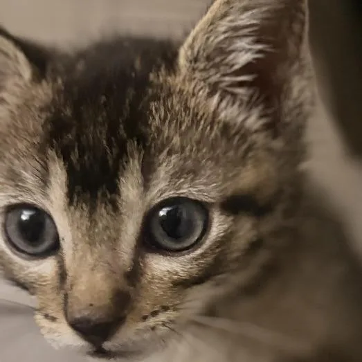 A baby small-sized male Brown / Chocolate Domestic Short Hair cat named Yakko for adoption in Pleasanton, CA