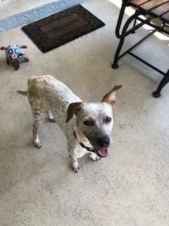 Macaroon thumbnail 3