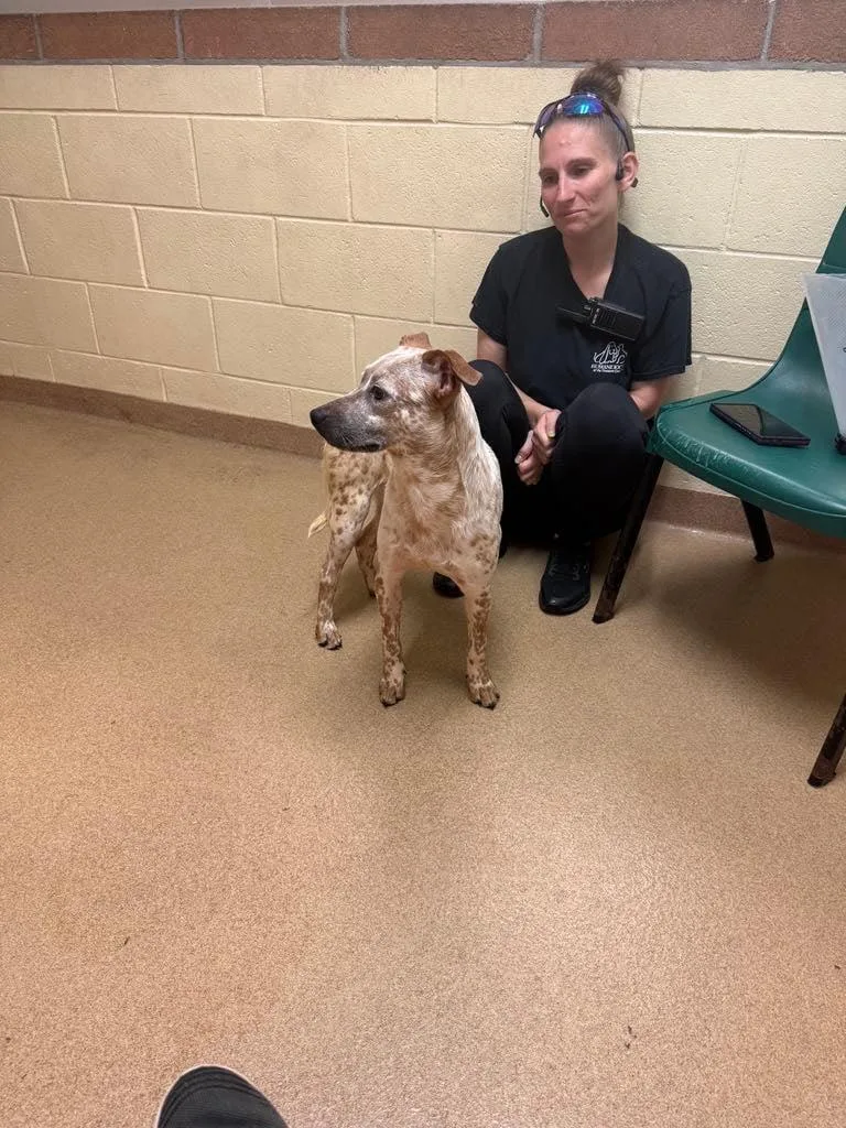 Macaroon thumbnail 5