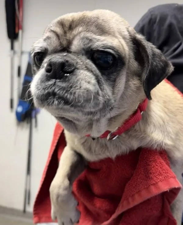 A senior small-sized male Pug dog named Emmet for adoption in Escondido, CA